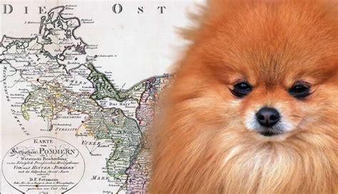 where did pomeranians originate.